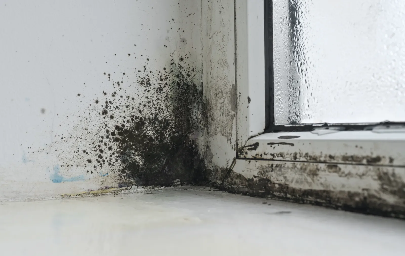 Mold growing on a damp, condensation-covered window, the same moisture process that grows mold in humid Lowcountry HVAC ducts