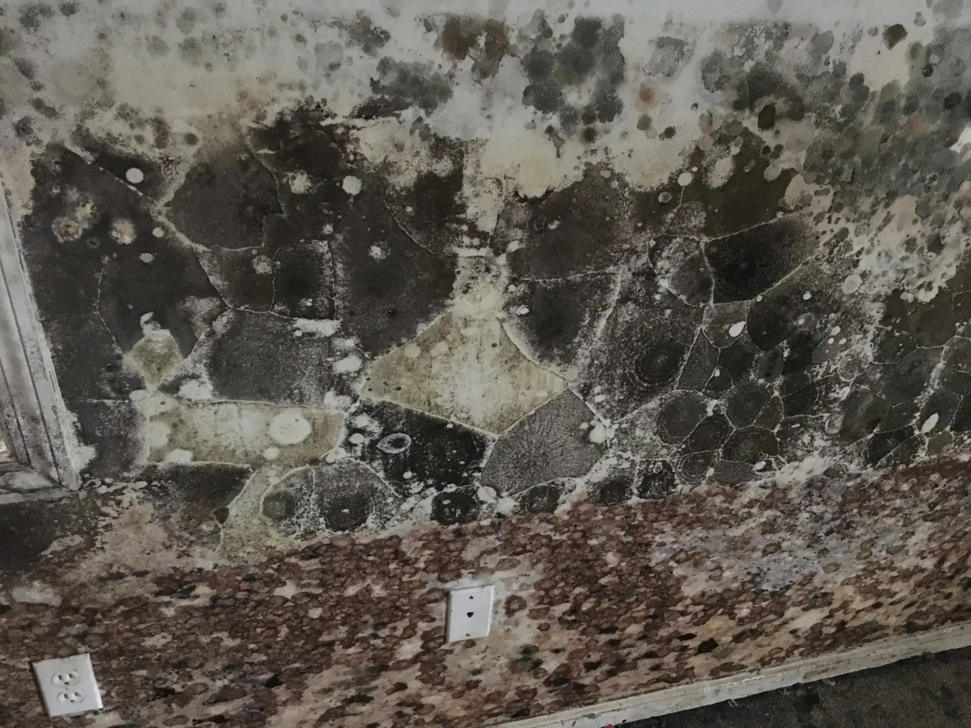Heavy black and grey mold growth spreading across an interior wall