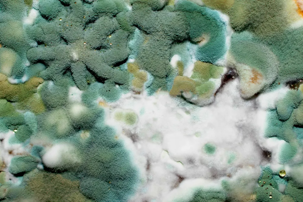 Close-up of mold growth, the kind that colonizes damp HVAC surfaces