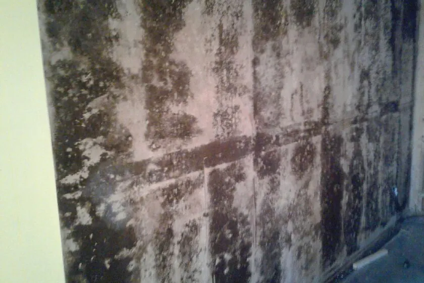 Heavy mold spread across an interior wall at a Bactronix job, with the wall framing exposed beyond it