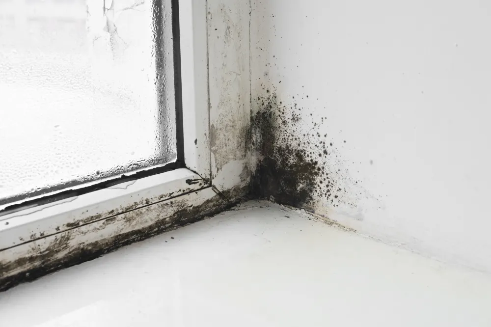 Mold around a home window from indoor humidity
